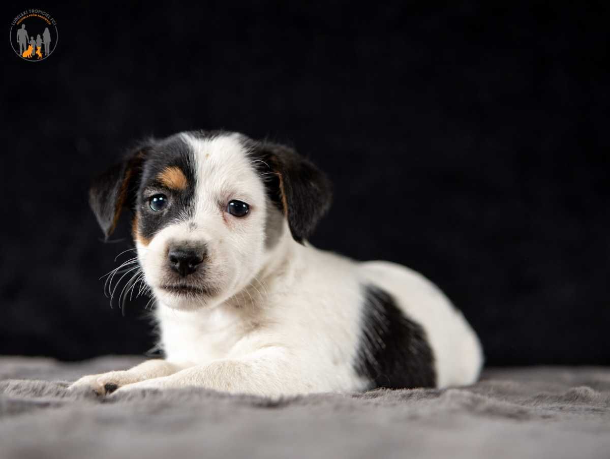 Jack Russell Terrier ZKwP FCI- rezerwacja