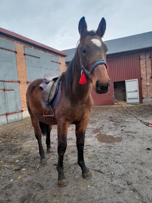 Sprzedam klacz koń źrebica 17 miesięcy