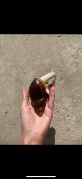 Африканські равлики ахатини