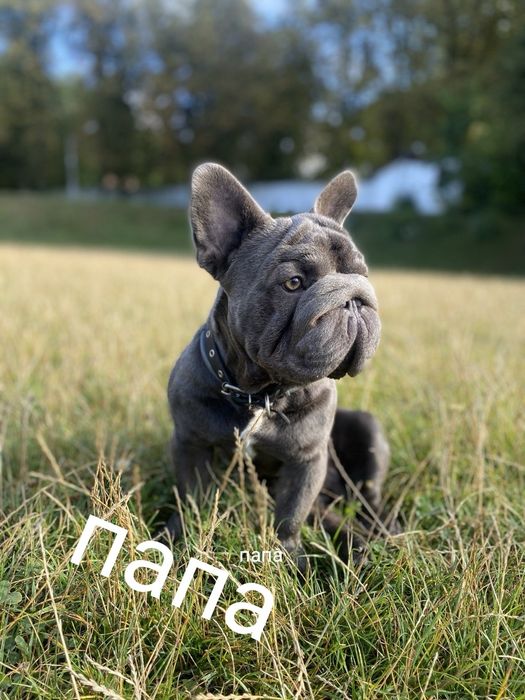 Элитная девочка Биг роп