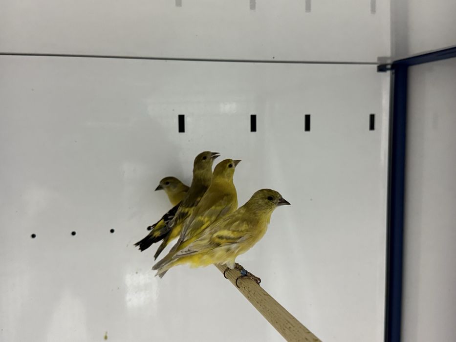 Lote 2 machos 5 femeas magelanicos