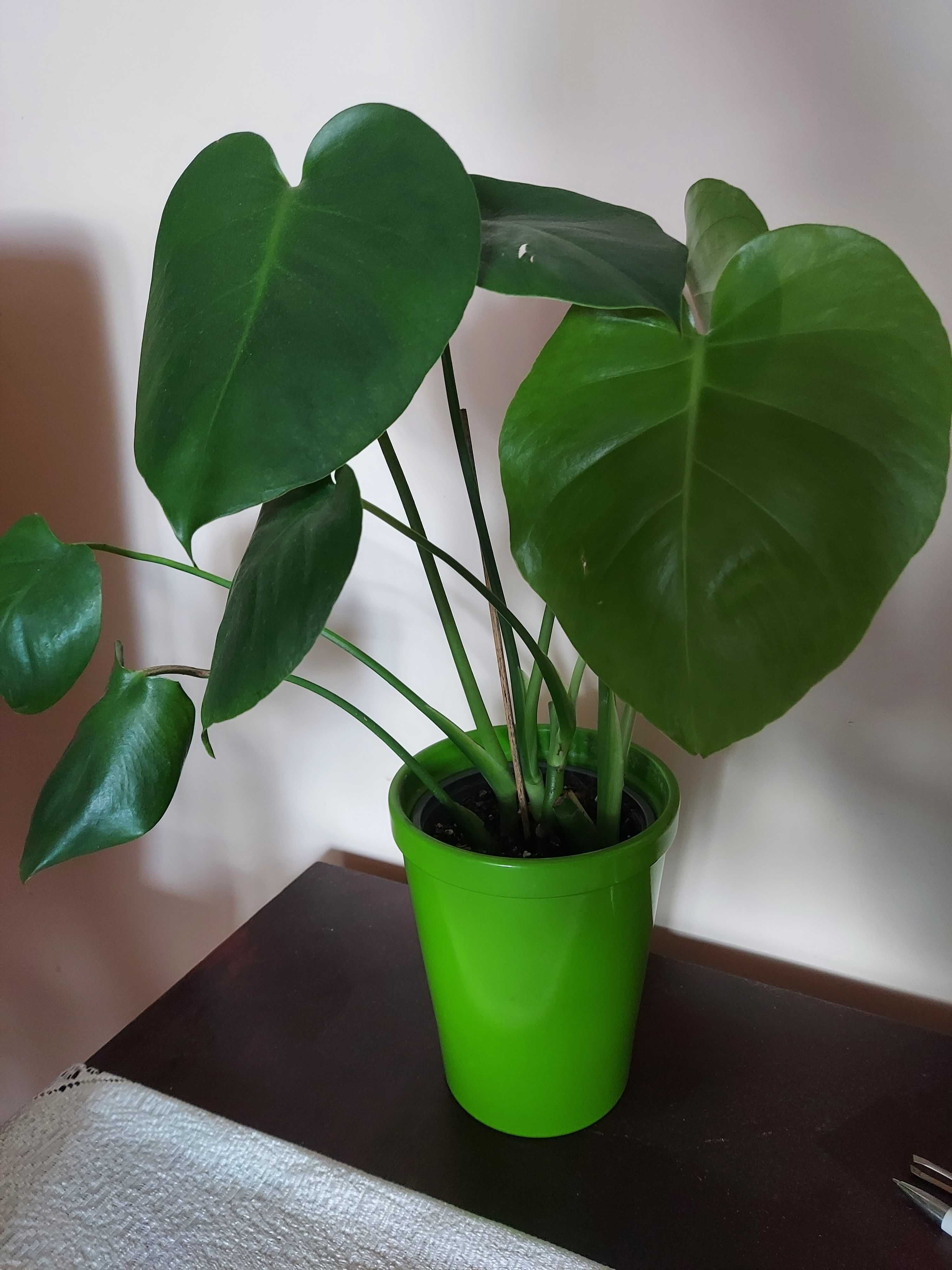 Młoda monstera w ceramicznej doniczce