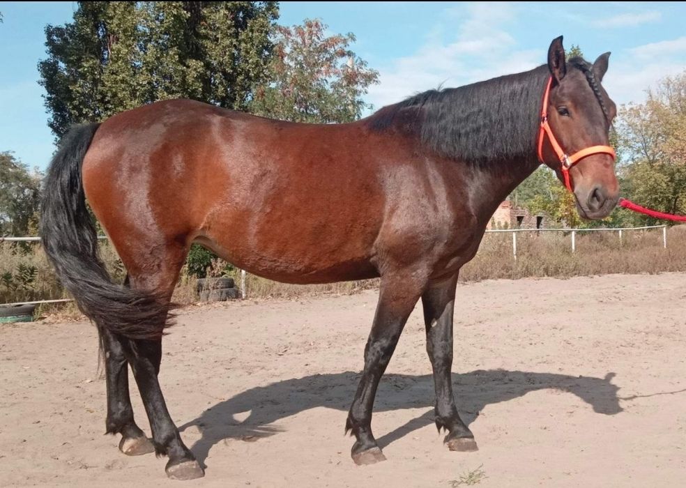 Продається молода, перспективна кобила трьох років.