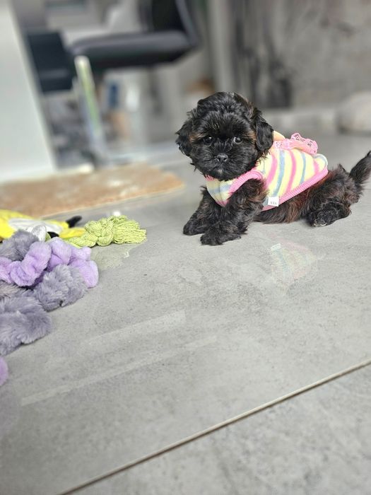 Zobacz Filmik Zjawiskowa Dziewczynka Maltipoo