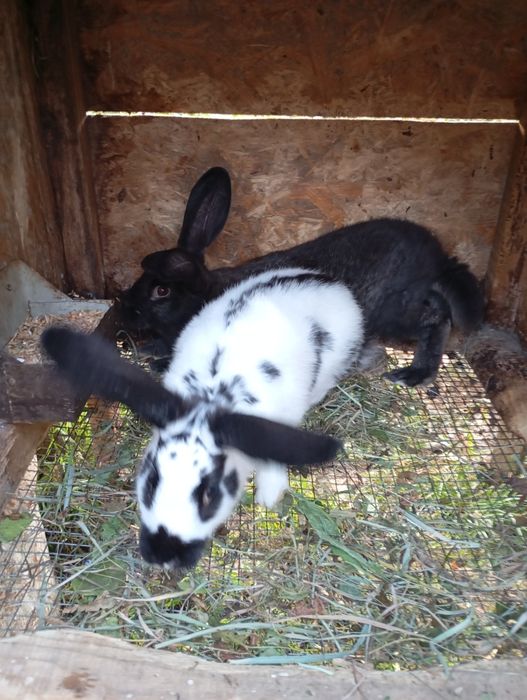 Кролики . Каліфорнія , термонці , полтавське  срібло . Різного віку ,.