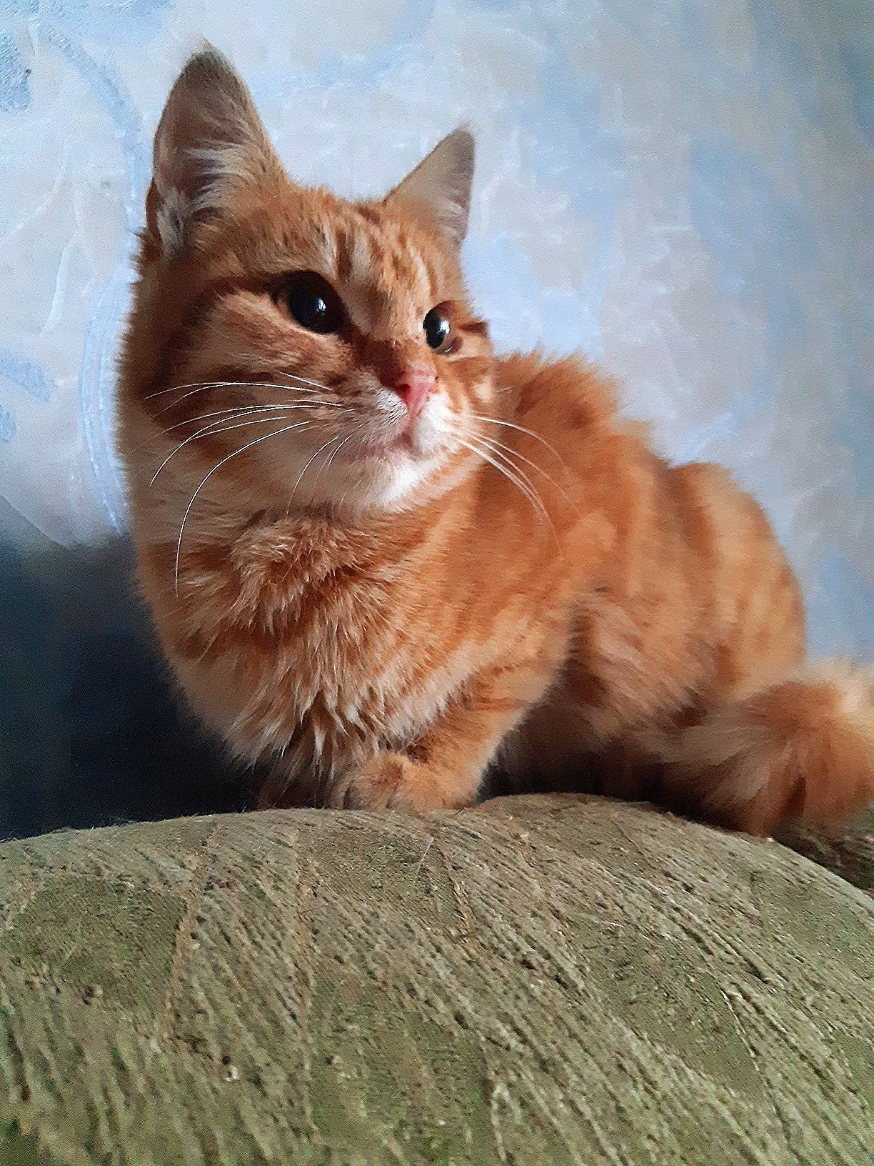 Подарую руде кошеня
