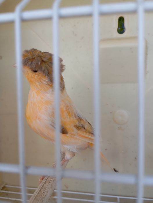 Gaiolas para aves e canários