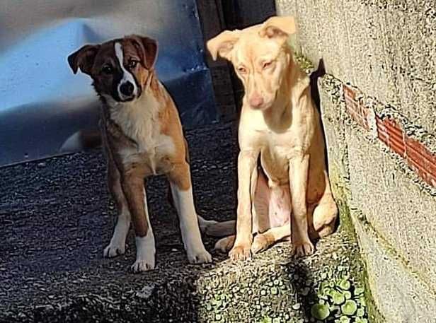 Cachorros muito meigos em risco de ficar sem casa
