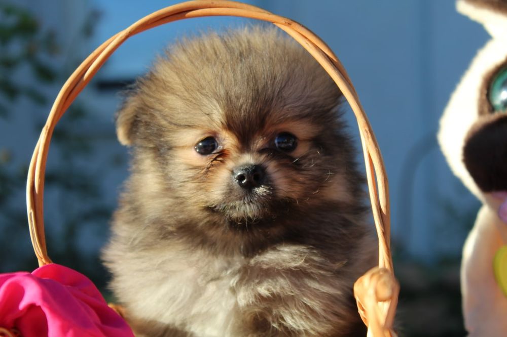 Милі міні дівчатка