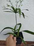 Papirus trzy odmiany