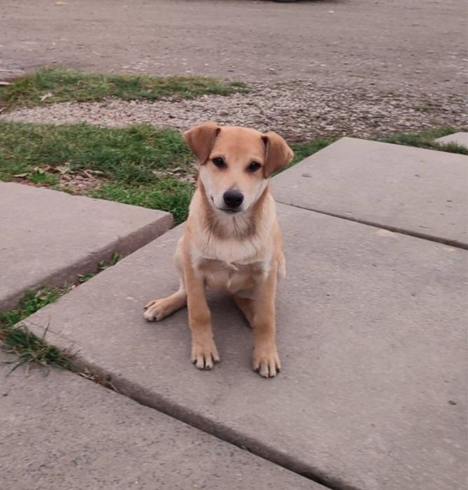 Цуценя-дівчинка 3.5 місяці безкоштовно