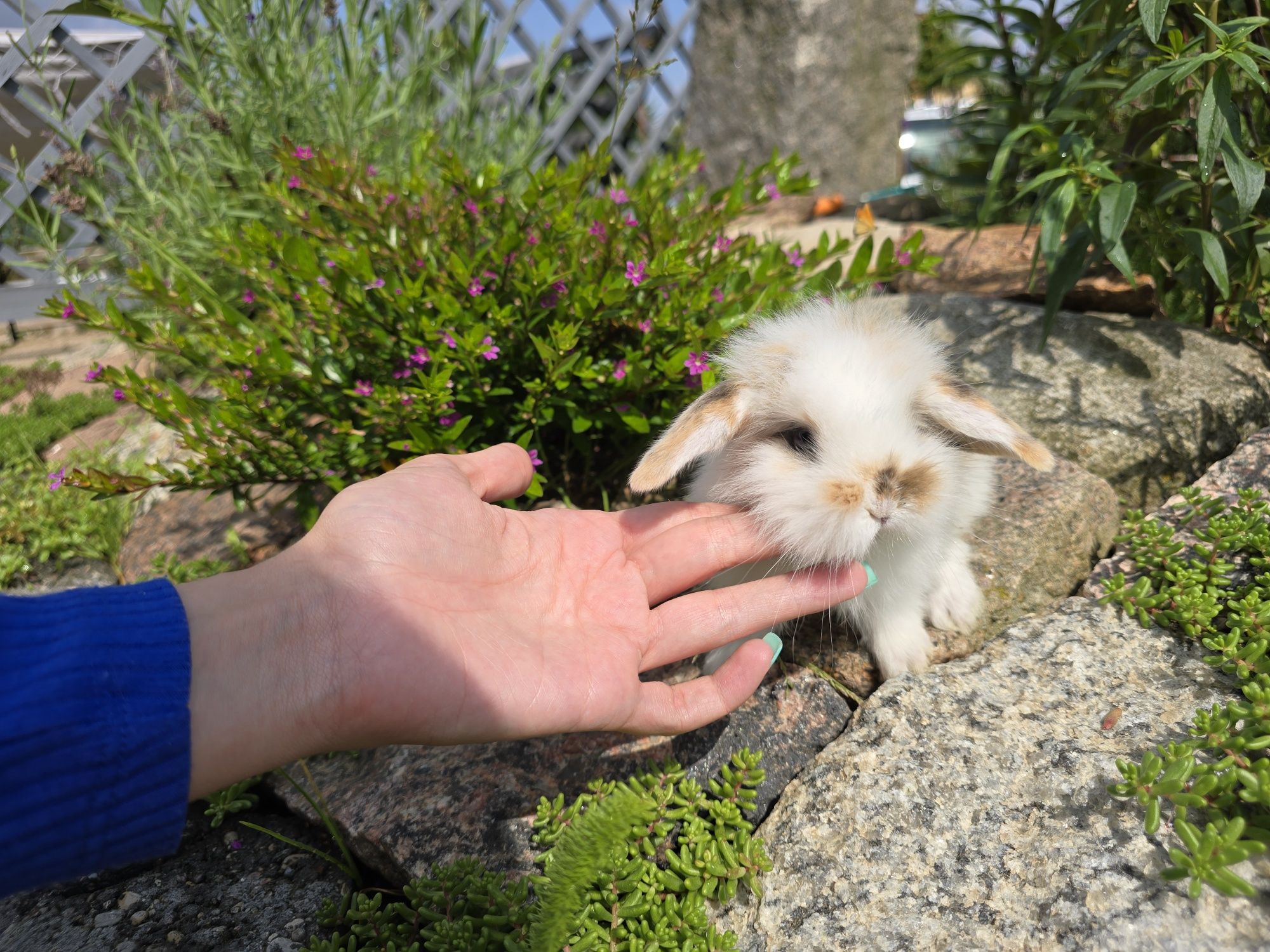 Królik króliczek mini lop tricolor baranek miniaturka