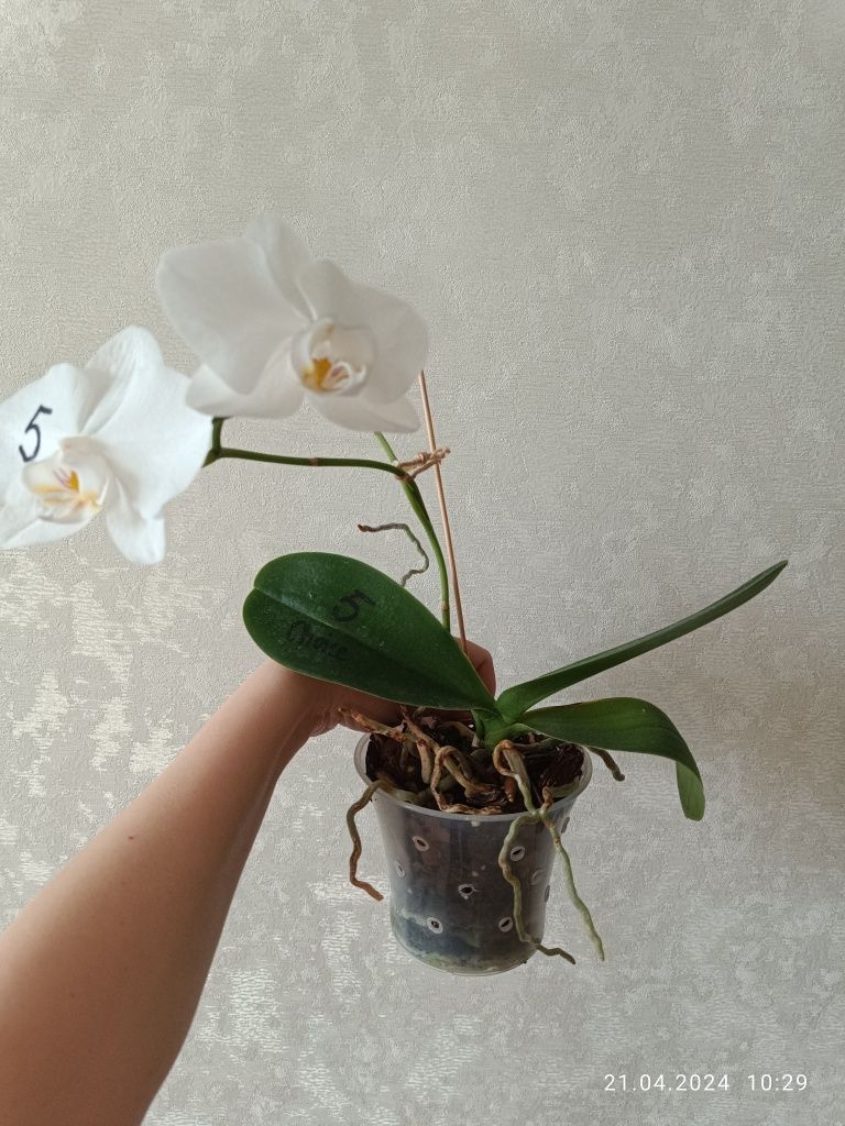 Орхидея фаленопсис белая крупная королевская
