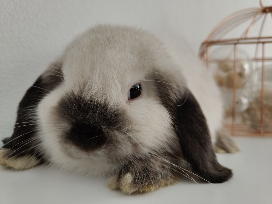 Mini Lop królik gotowe do odbioru
