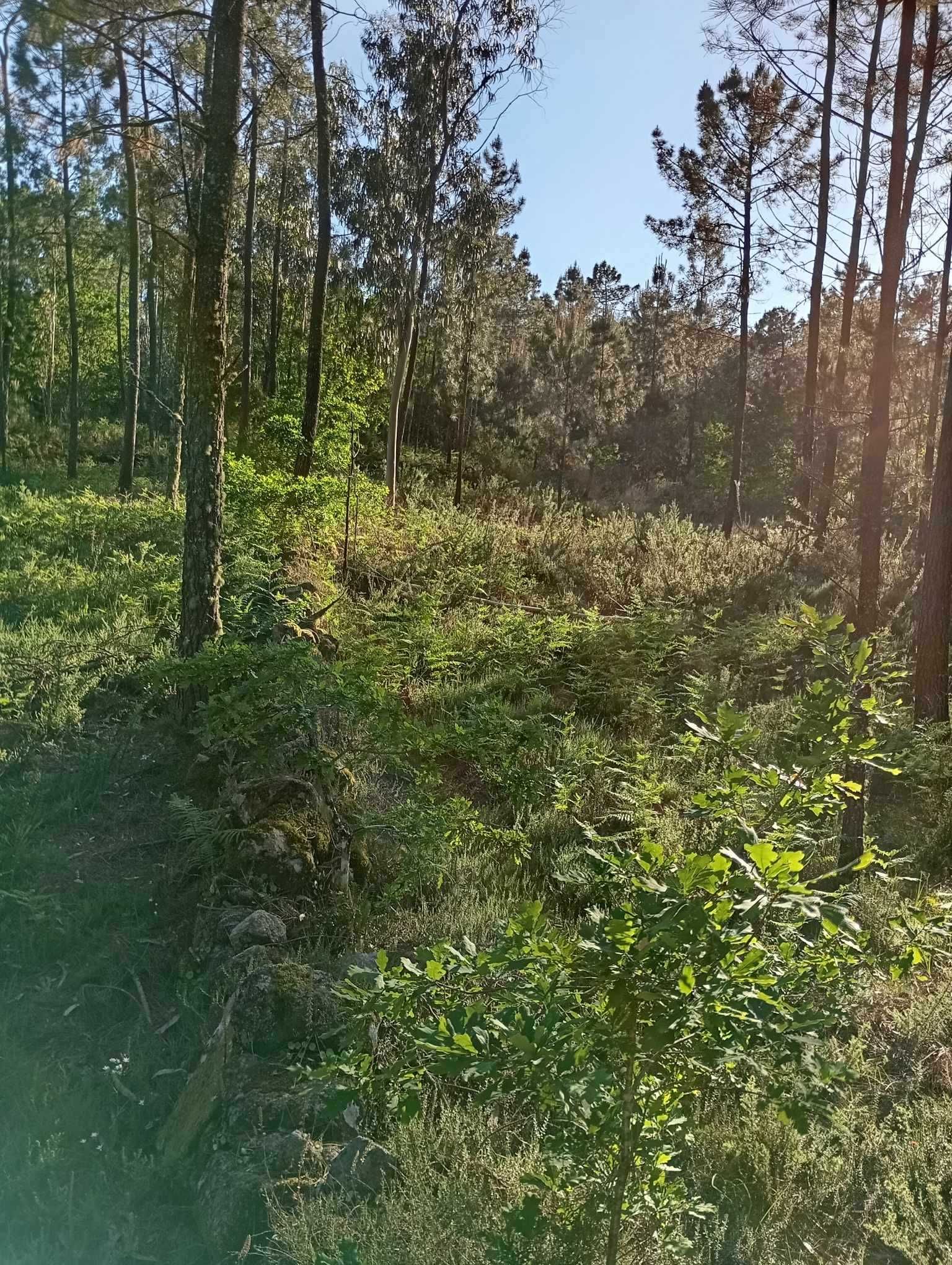 Terreno rústico com área de 17.000m2