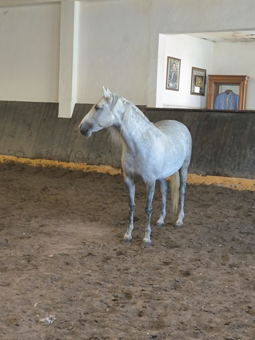 Égua Russa para venda