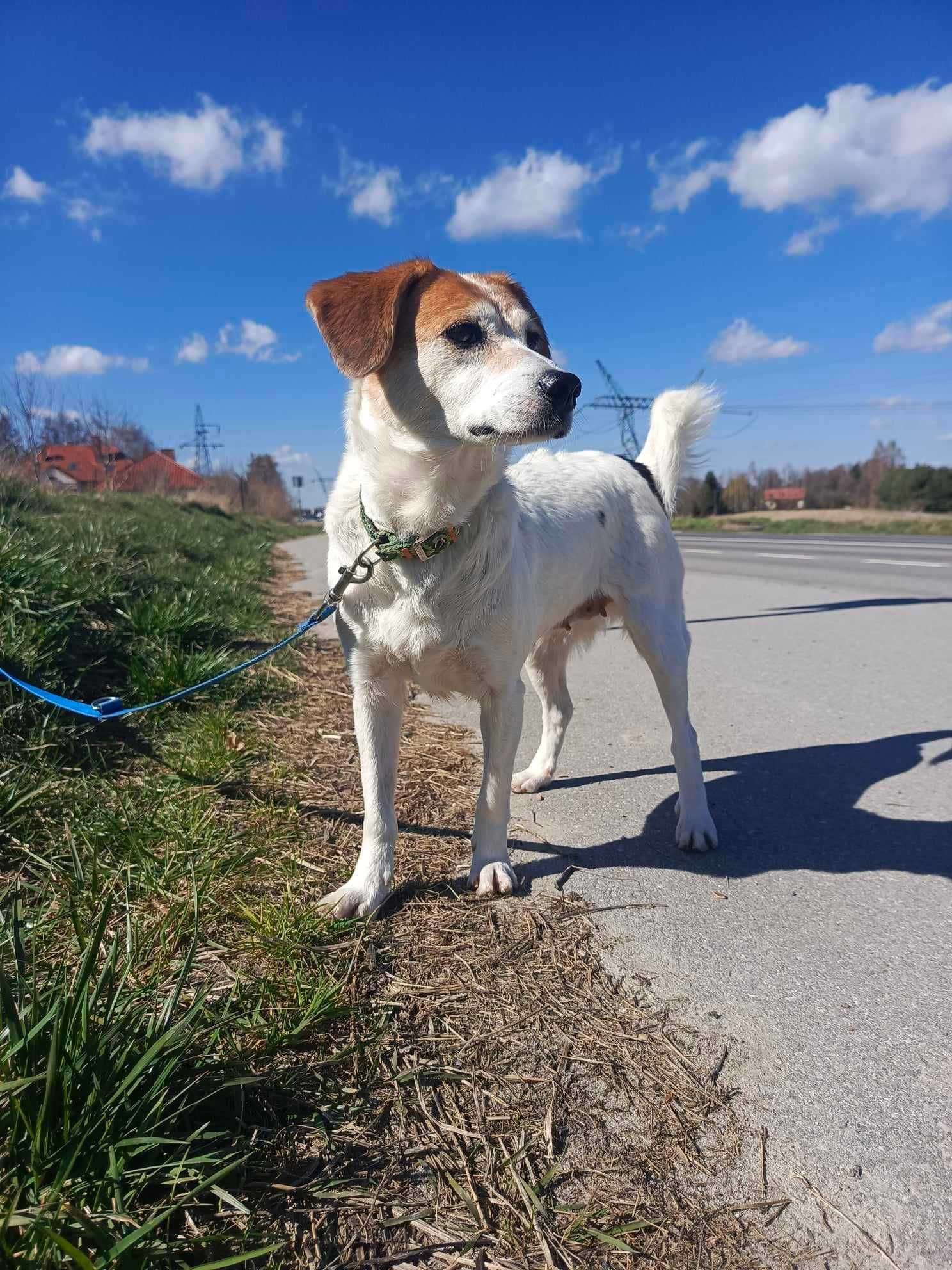 Urocza sunia do adopcji.