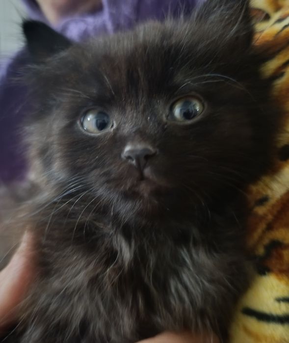 Візьміть кошеня, прибилось