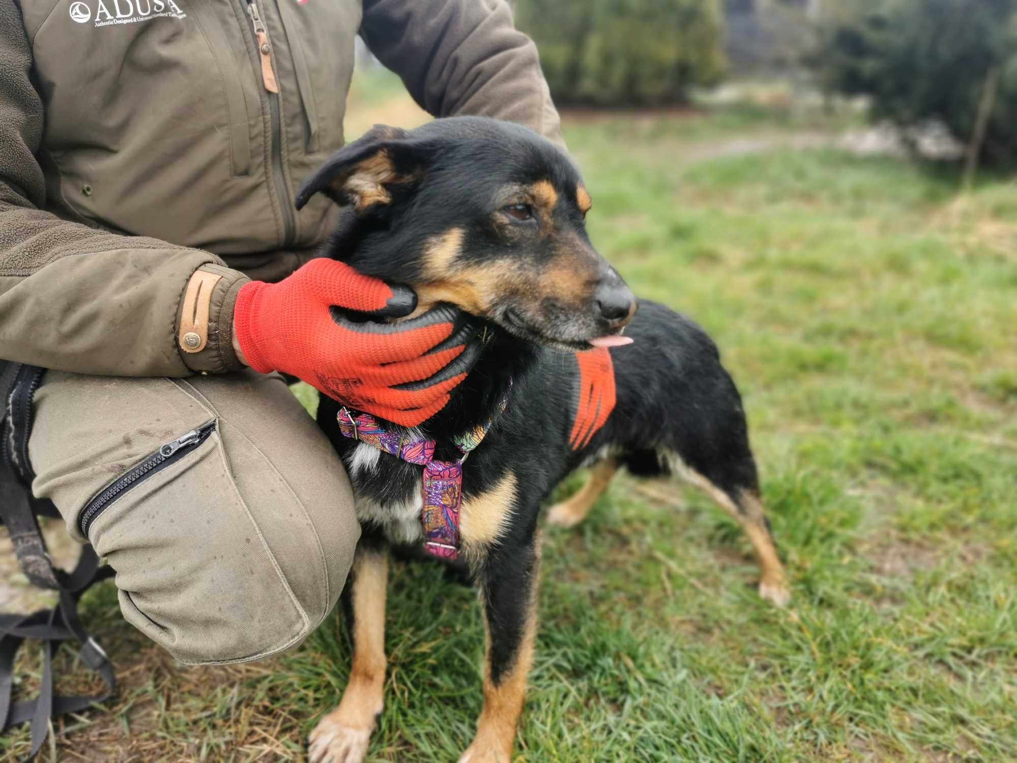 Piesek BRYKIET szuka kochającego domu. Adopcja