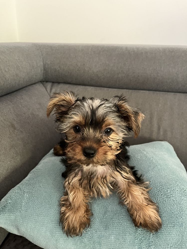 Yorkshire Terrier