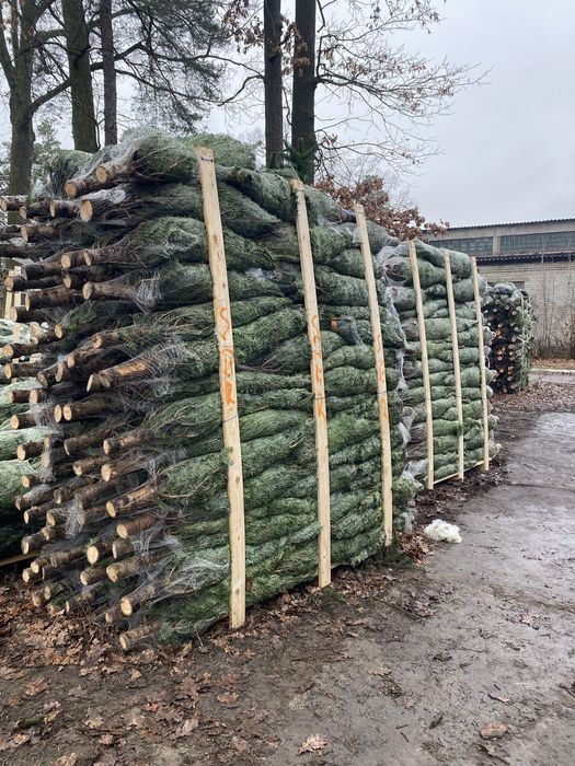 Ялиця нордмана,з Данії. РОЗДРІБ