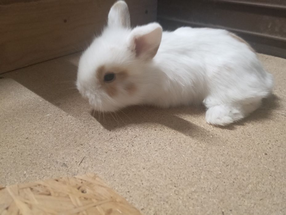 Coelhos anões Lion head