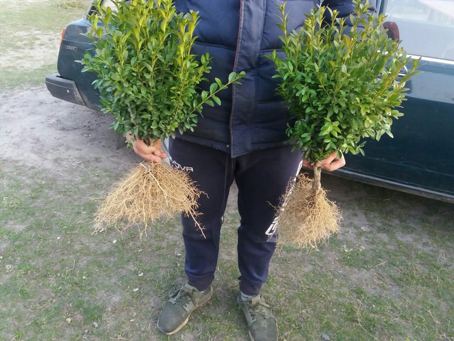 Самшит. Найкраща ціна та якість. Самшит широколистий