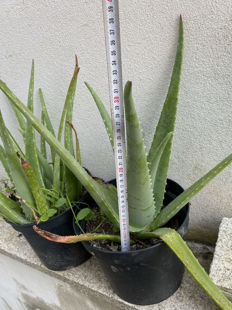 Cactos Aloe- vera ( Babosa)