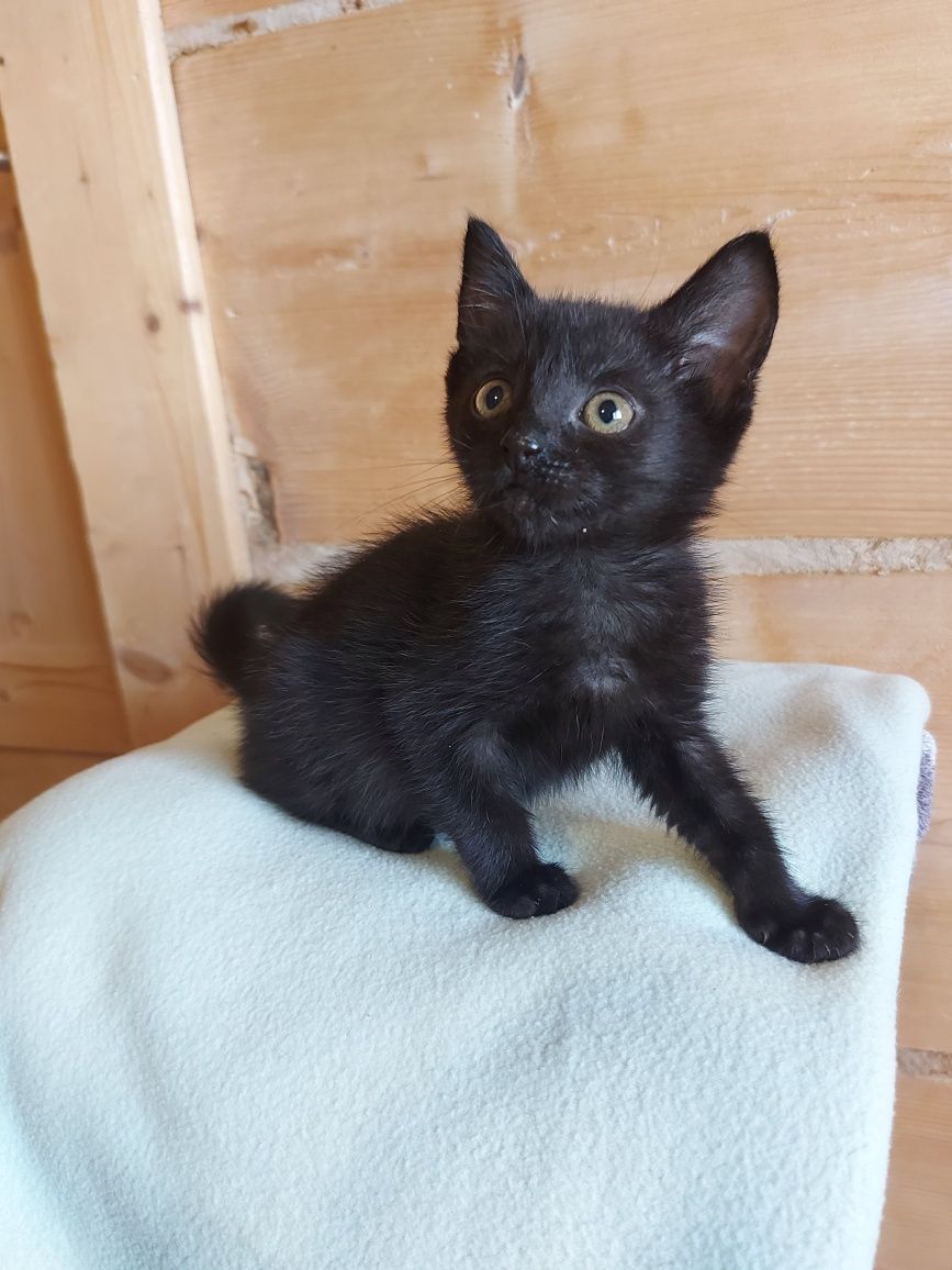 Mickey i Minnie do adopcji

Kocurek Mickey gładki,  koteczka