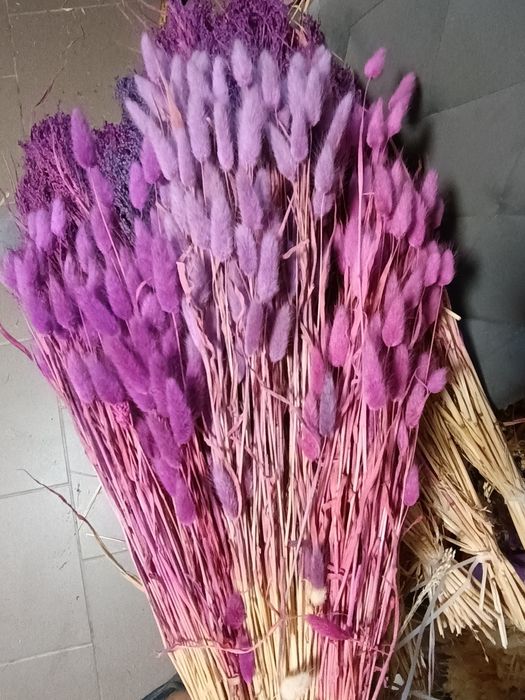 Dmuszek jajowaty proso len trawa leśna róż niebieski fiolet