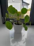 Pieniążek, Pilea peperomioides - sadzonka mała