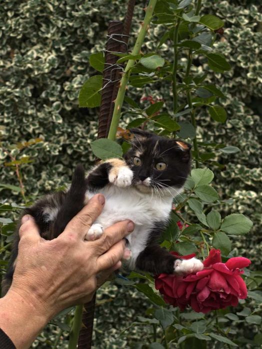 Кошеня, маленька киця добрим людям