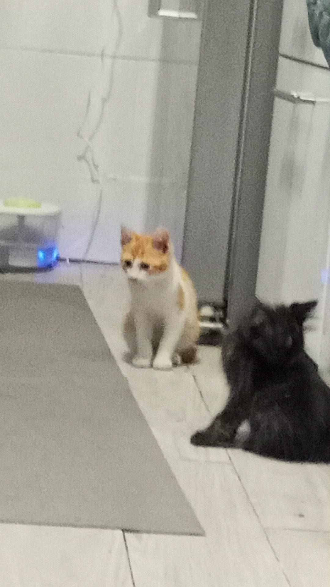 Gatos para adoção