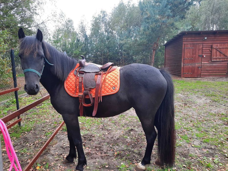 Klacz walijska 3 lata