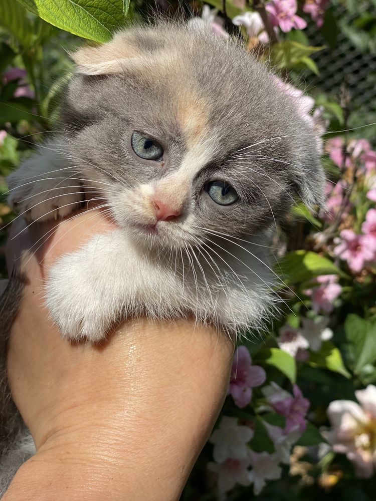 Кошечка 2 месяца