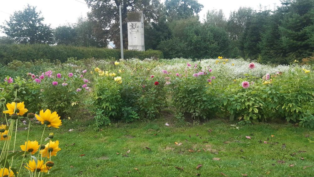 Karpy dalii(georginii) oddam