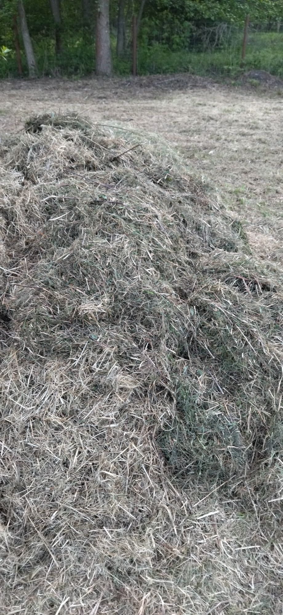 Za darmo siano, trawą, po koszeniu działki w lesie