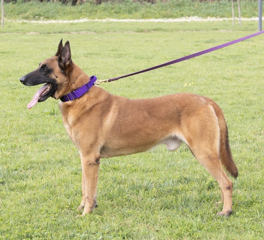 Pastor belga malinois muito fortes , super equilibrados