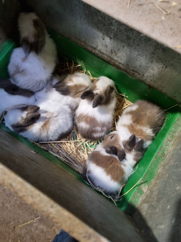 Kit coelhos anoes mini lop e mini holandeses diretamente do criador