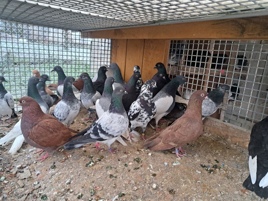 Gołębie lotne deresze czaposze wyszfance