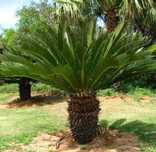 Planta natural Cica/cika