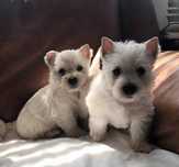 West highland white terrier suczka