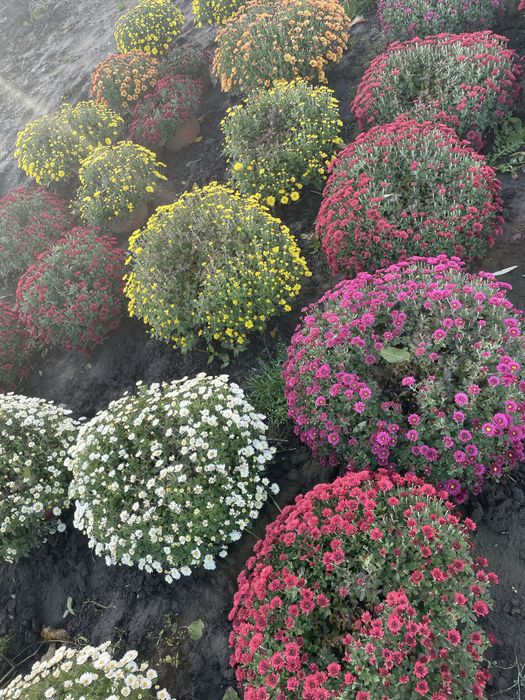 Chryzantemy tanio !!