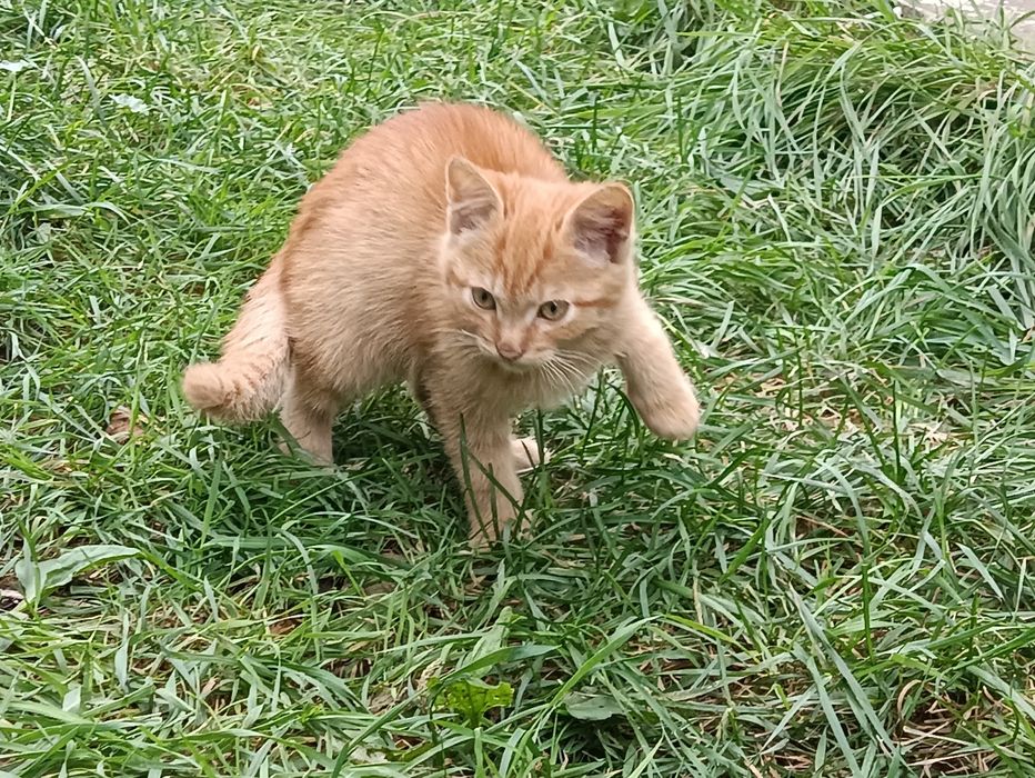 Кошенята в добрі руки, дівчинка і хлопчик