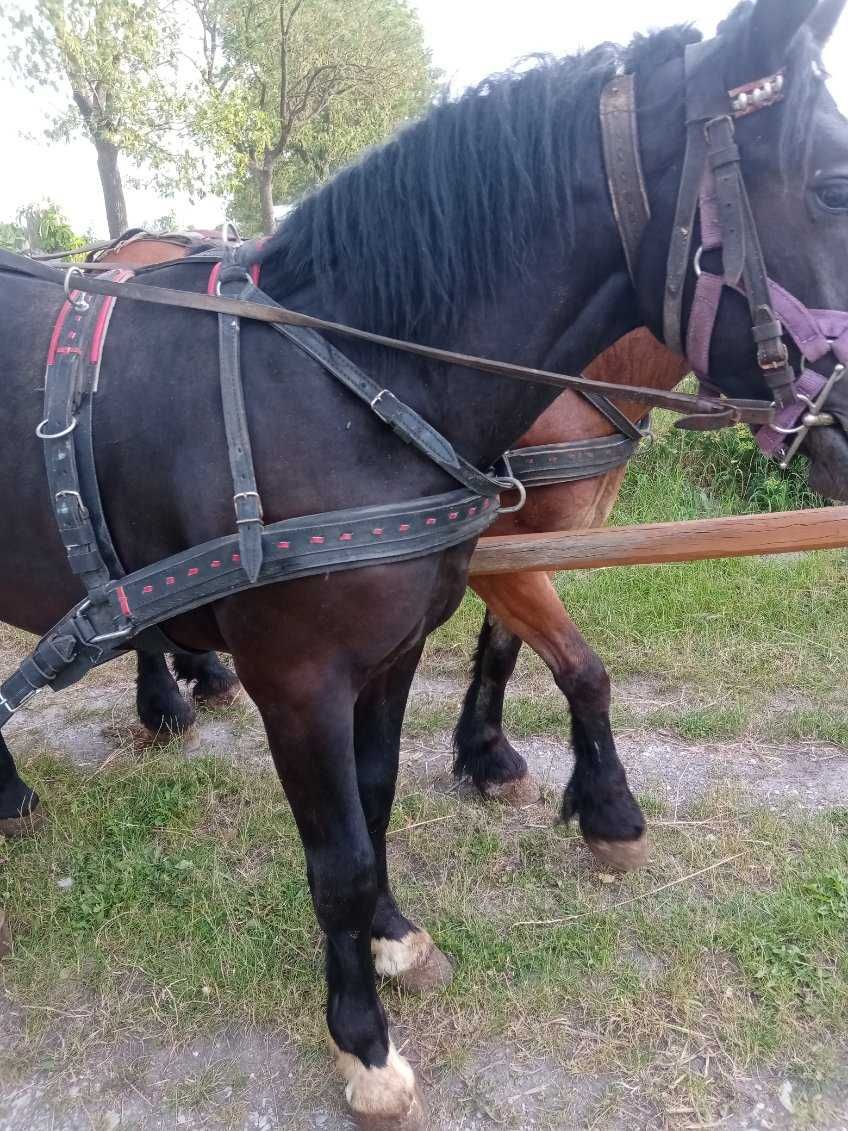 Sprzedam spokojnego ogierka