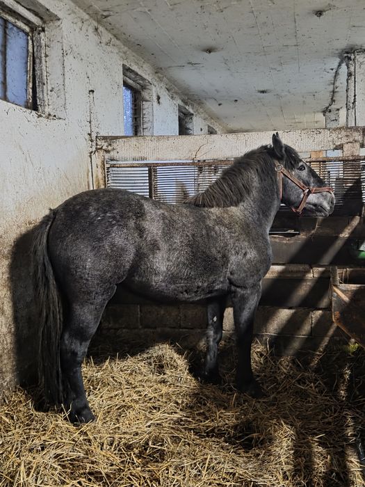 Źrebica zimnokrwista Szpaka