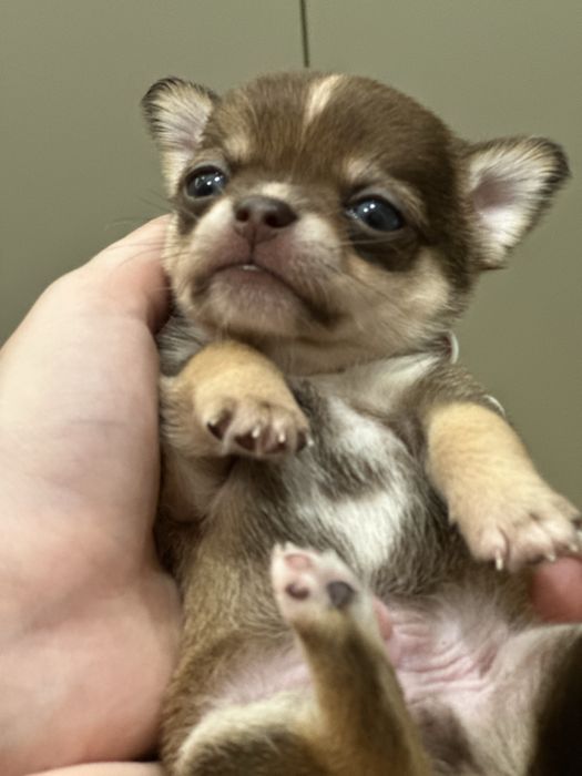 Хлопчик чихуахуа