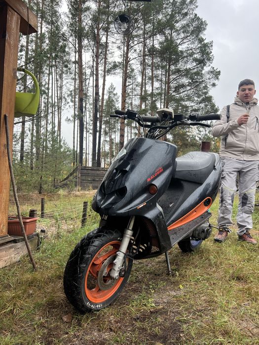 Продам малагути.