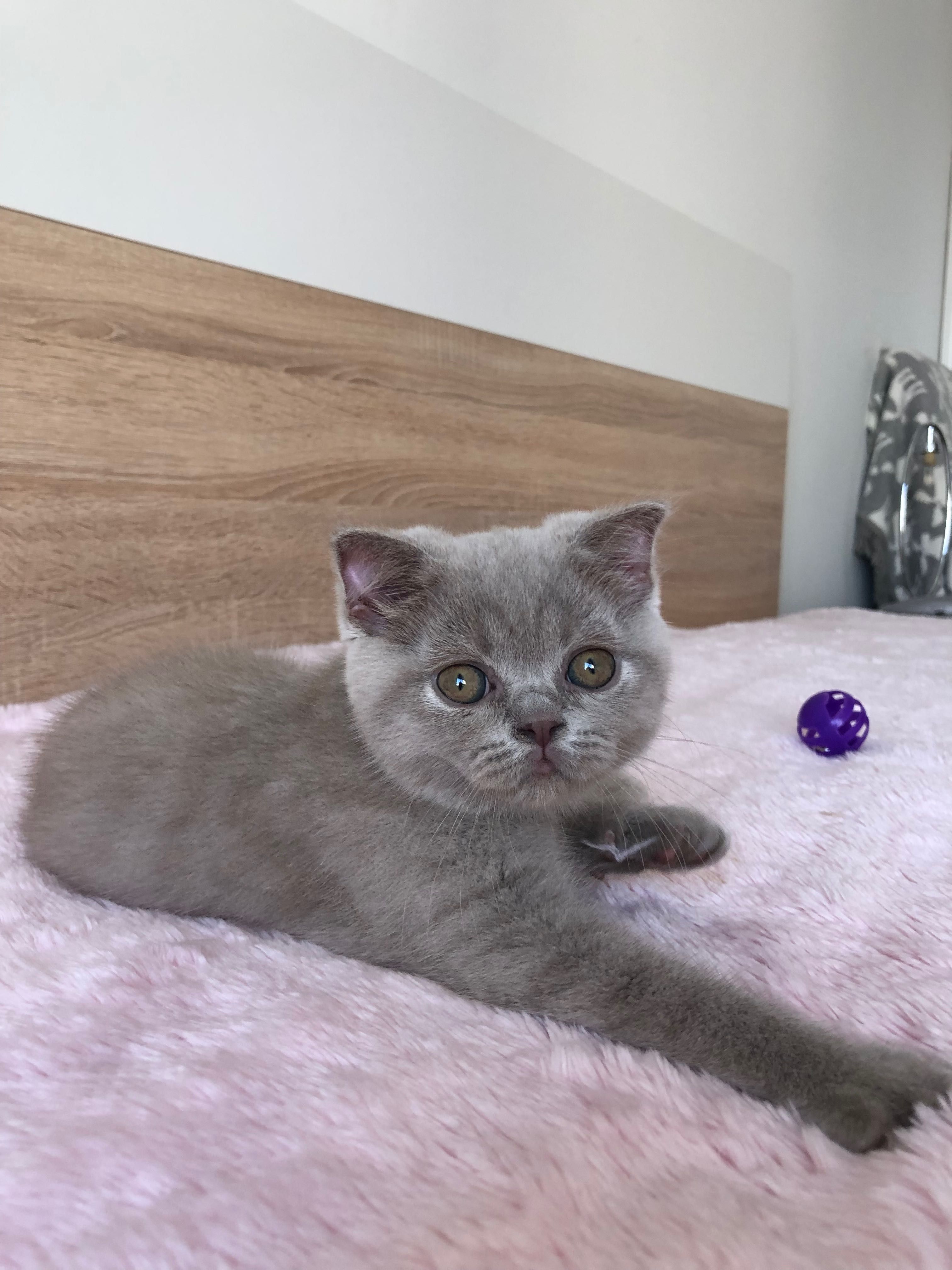 Fêmea Scottish Fold Lilac
