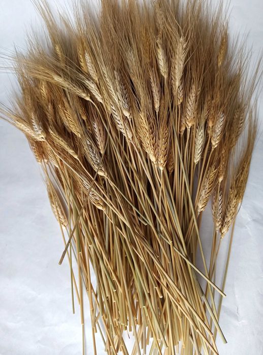 Колоски пшениці 35–45 см. 50 шт.  Декор, сухоцвіти